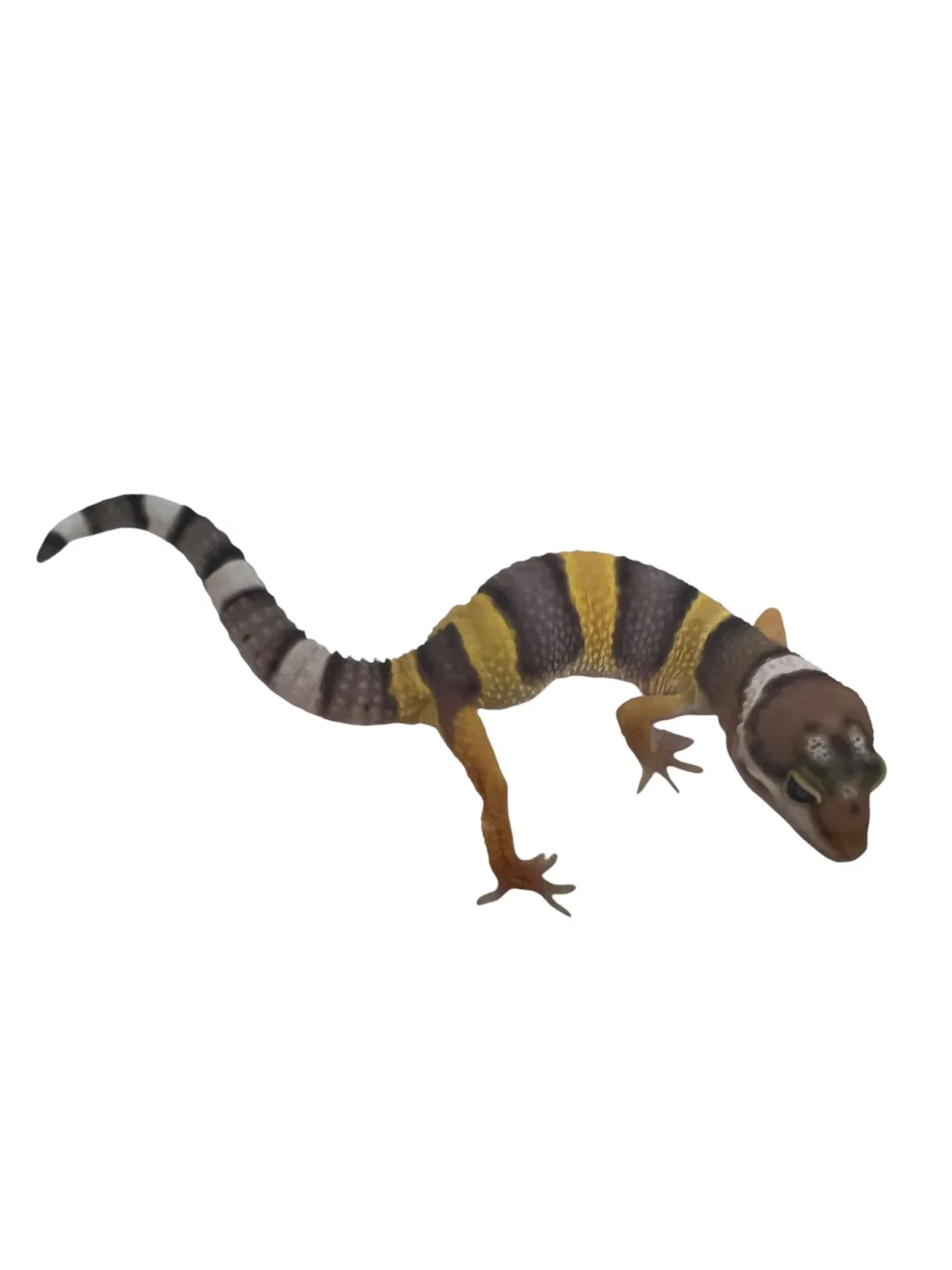 Eublepharis macularius Designer Leopardgekko - small/unger