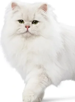 Ever Clean Multiple Cat Kattegrus 10 L