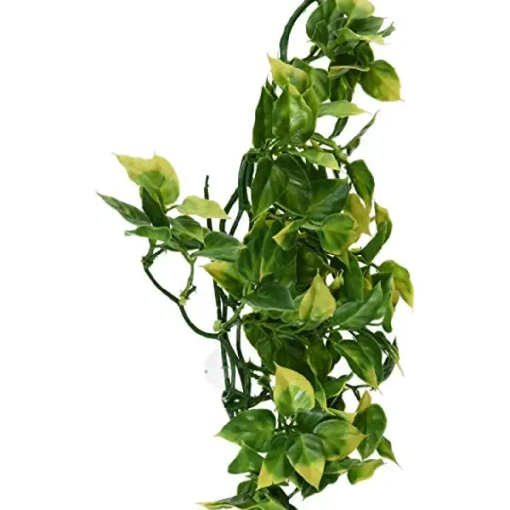 Exo Terra Amapallo medium