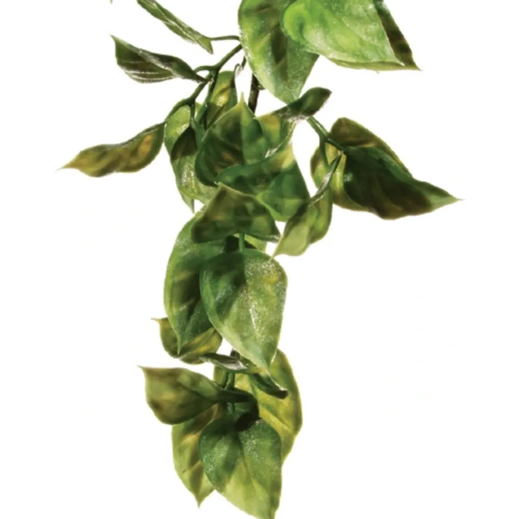 Exo Terra Amapallo medium