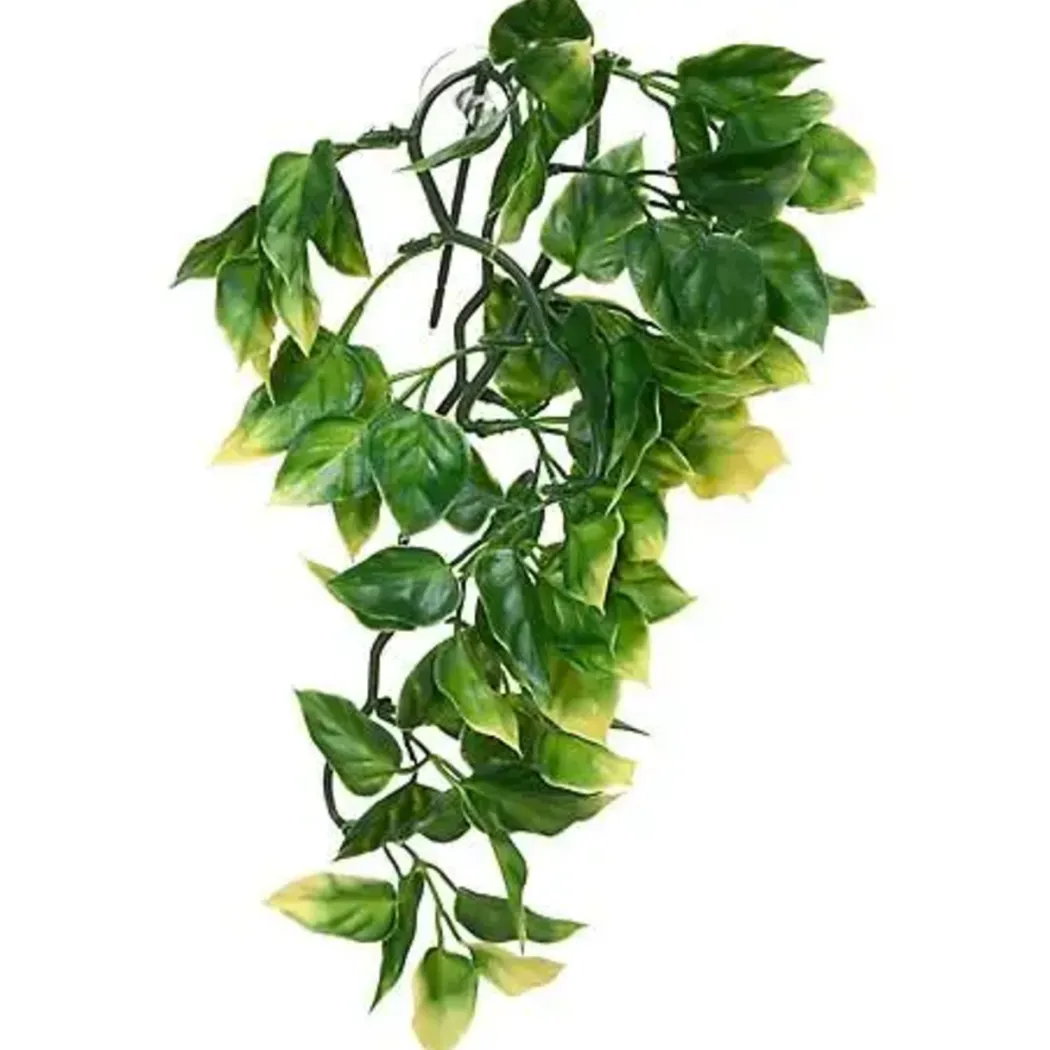 Exo Terra Amapallo medium