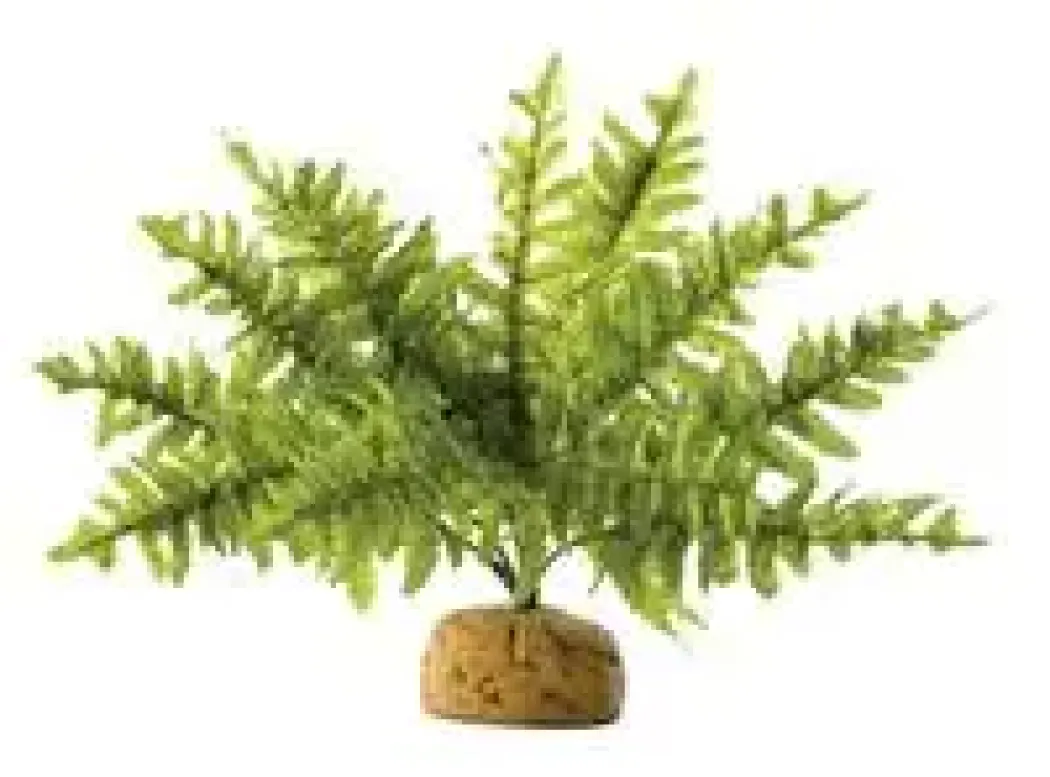 Exo Terra Boston Fern (lille)