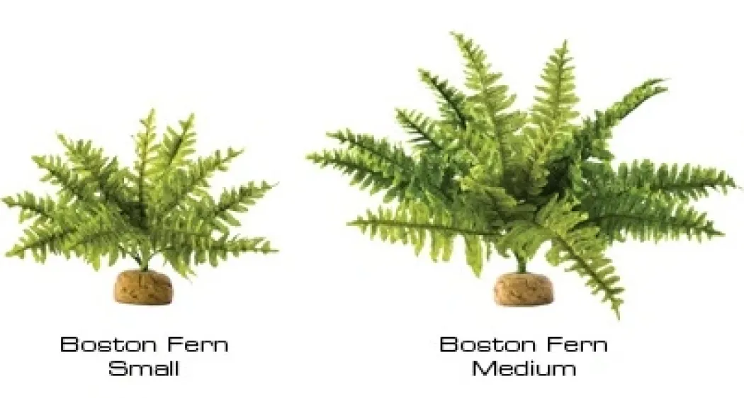 Exo Terra Boston Fern (lille)