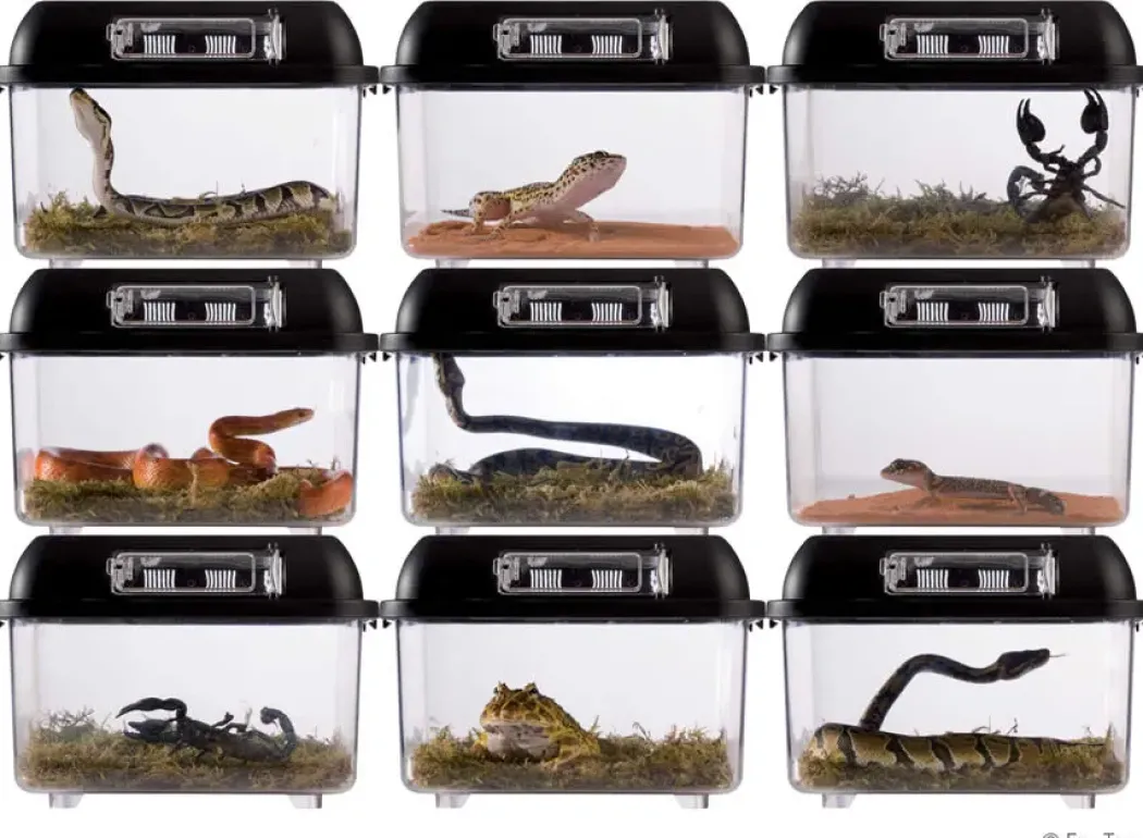 Exo Terra Breeding box (lille)