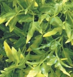 Exo Terra Croton medium