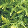Exo Terra Croton stor