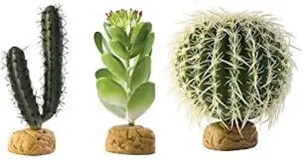 Exo Terra Finger Kaktus