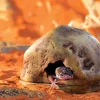 Exo Terra Gecko Hule lille