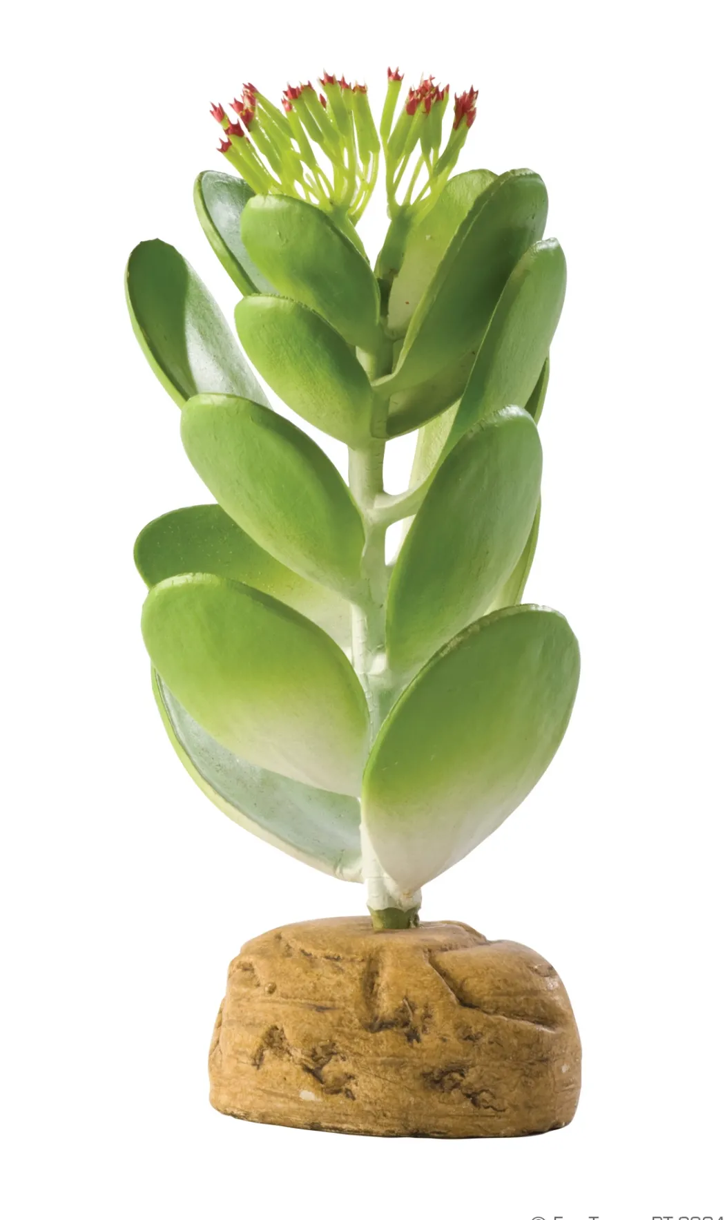 Exo Terra Jade kaktus