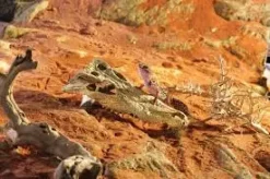 Exo Terra Krokodille kranie