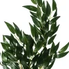 Exo Terra Ruscus medium