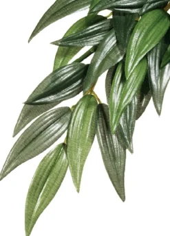 Exo Terra Ruscus medium