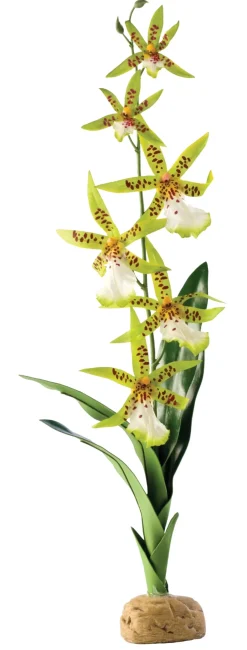 Exo Terra Spider Orkide