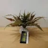 Exo Terra Star Cactus