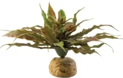 Exo Terra Star Cactus