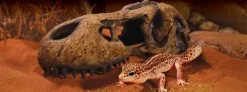 Exo Terra T-Rex kranie lille