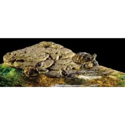 Exo Terra Turtle Bank med magnet stor