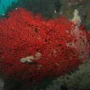 Fanekoral (Euplexaura sp.)