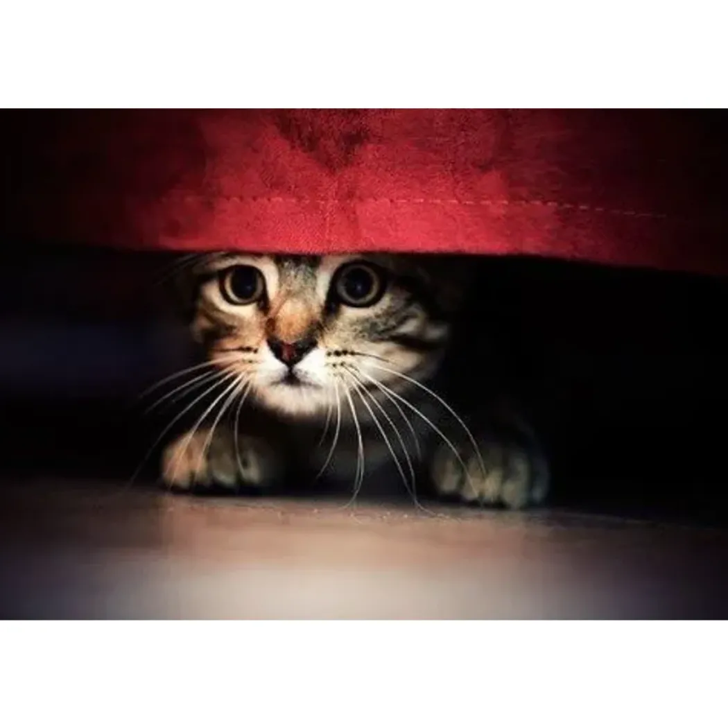 Feliway Classic Spray 20 ml