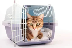 Feliway Classic Spray 60 ml