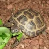 Feriepasning Skildpadde pr påbegyndt uge