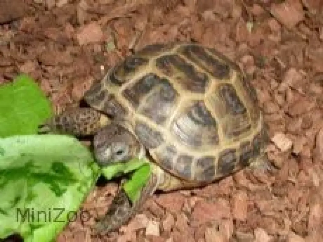 Feriepasning Skildpadde pr påbegyndt uge