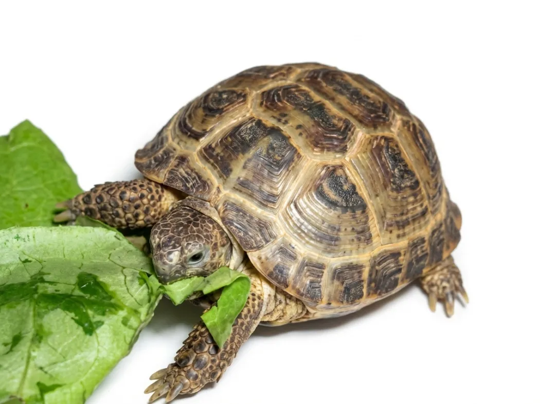 Feriepasning Skildpadde pr påbegyndt uge