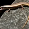 Feriepasning Skink pr påbegyndt uge