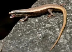 Feriepasning Skink pr påbegyndt uge