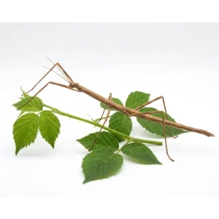 Feriepasning Vandrende pinde pr påbegyndt uge