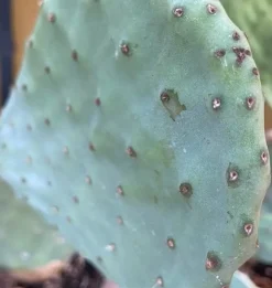 Figenkaktus til landskildpadder (Opuntia ficus indica)