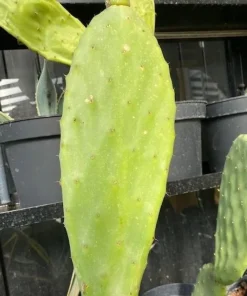 Figenkaktus til landskildpadder (Opuntia ficus indica)