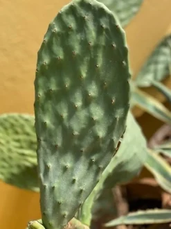 Figenkaktus til landskildpadder (Opuntia ficus indica)