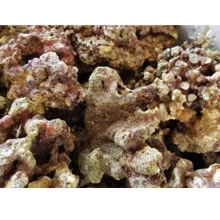 Fiji Levende sten 1 kg