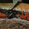 Flammeskink (Lepidothyris Fernandi)