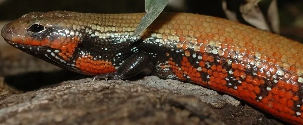 Flammeskink (Lepidothyris Fernandi)