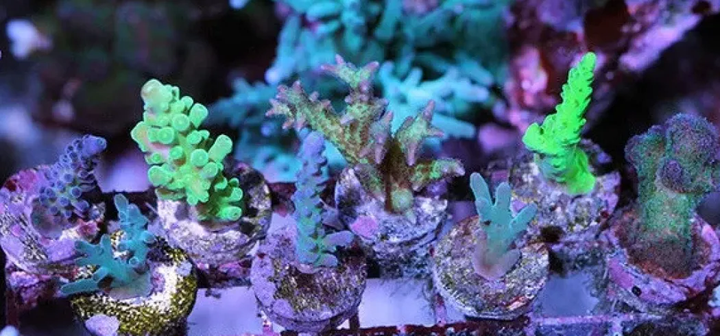 Frag Station FS-5 Hub Reef plug Holder live coral reef Saltvandsakvarium Fragment Holder