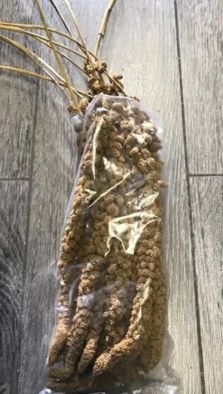 Franske Gule Hirsekolber 10 stk
