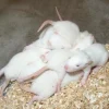 Frosne Fuzzie Rotte 15-30 g 1 stk