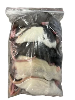 Frosne 6 uger Rotter 90-120 g 5 stk