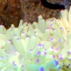 Grøn anemone (Heteractis malu)
