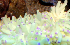 Grøn anemone (Heteractis malu)