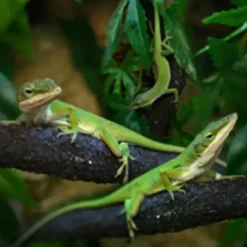 Grøn Anole hun (Anolis carolinensis)