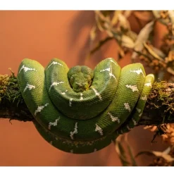 Grøn Træboa unge Corallus Caninus