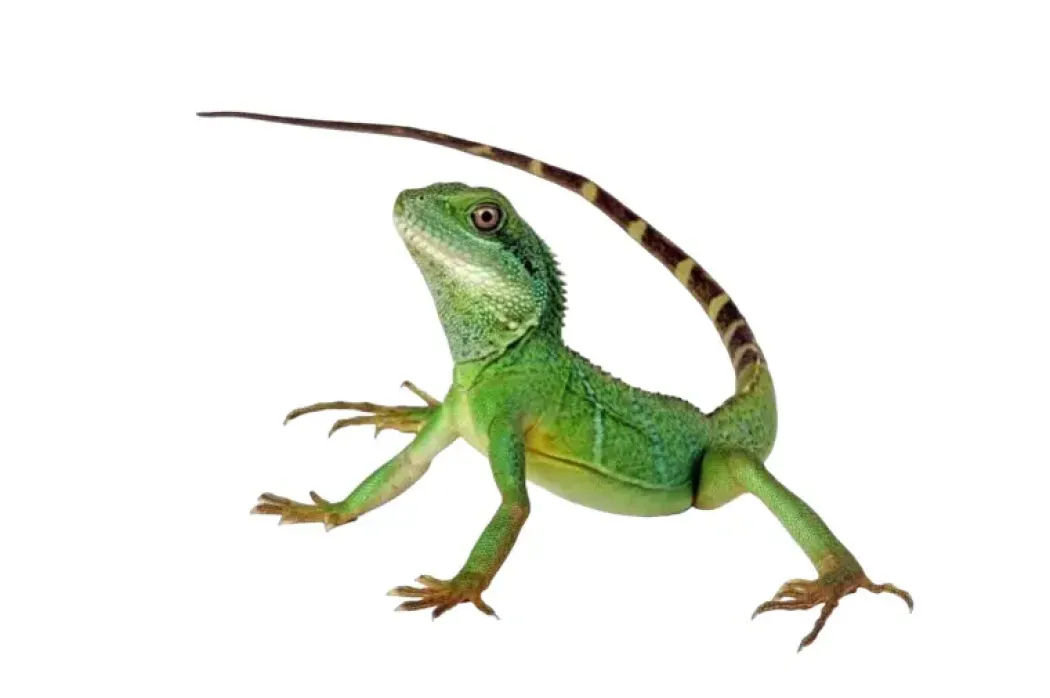 Grøn vandagame Physignatus concincinus