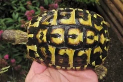 Græsk landskildpadde (Testudo Hermanni hermanni)