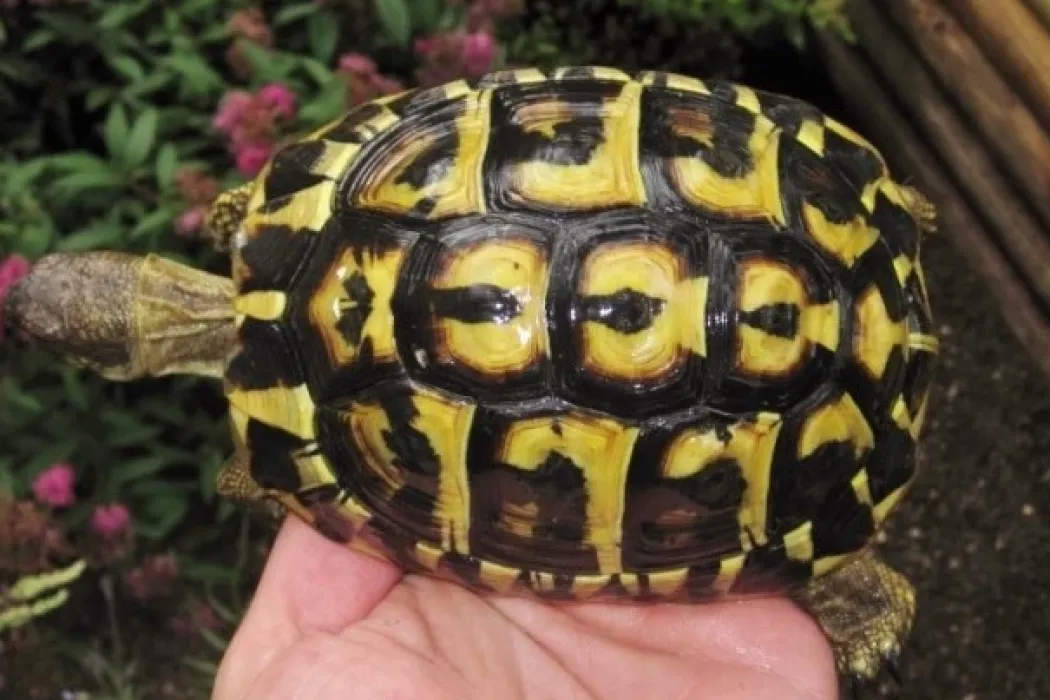 Græsk landskildpadde (Testudo Hermanni hermanni)