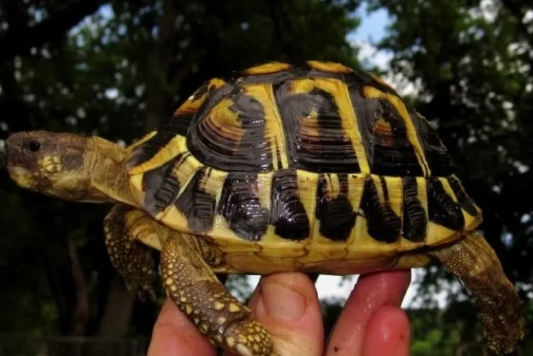 Græsk landskildpadde (Testudo Hermanni hermanni)