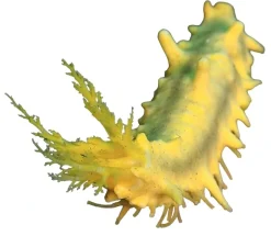 Gul Sø-agurk (Colochirus robustus)