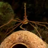 Gullinieret pilekrabbe (Stenorhynchus seticornis)